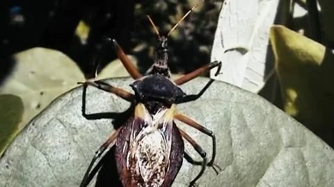 Bug The Assassin Stock Footage 244687216