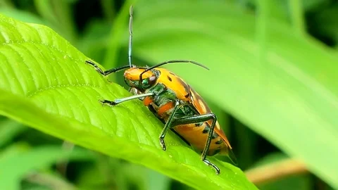 A bug basks on leaves in tropical rain forest. Video stock 76869941