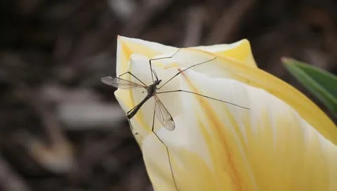 Bug beast Stock Footage 11019661