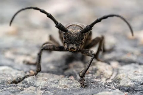 Bug beetle lumberjack. Big beetle close up. Macro photo. Monster. Giant. Stock Photos