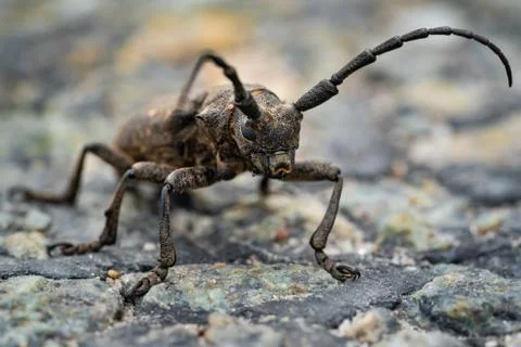 Bug beetle lumberjack. Big beetle close up. Macro photo. Monster. Giant Stock Photos