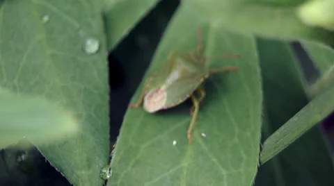 Bug (beetle) sitting Video stock 39306920