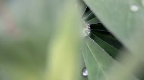 Bug (beetle), turning the camera Stockbeeldmateriaal 39306934