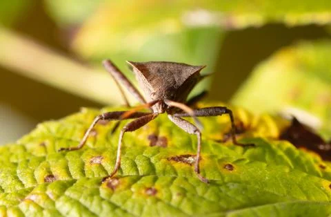 A bug beetle on a yellow leaf in the fall. Stock Photos