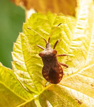 A bug beetle on a yellow leaf in the fall. Foto stock