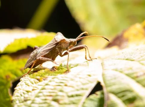 A bug beetle on a yellow leaf in the fall. Stock Photos