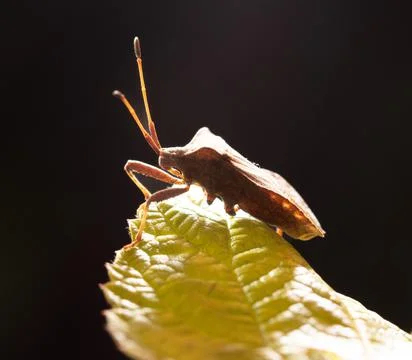 Bug beetle on yellow leaf isolated on a black background Foto stock