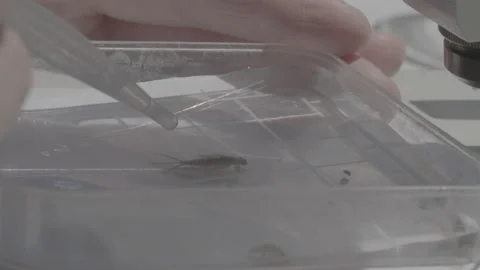Bug Being Moved Around In A Petri Dish Stock Footage 148572935