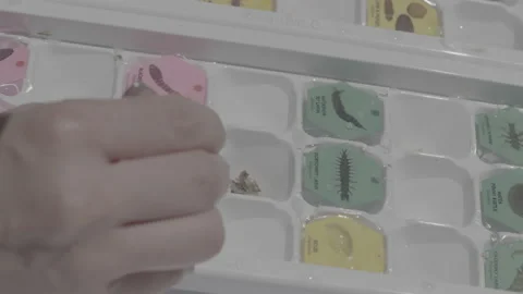 Bug Being Pulled Out Of A Examination Petri Dish Tray With Tweezers Stock Footage 148571811