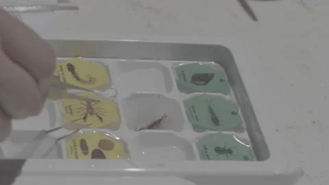 Bug Being Pulled Out Of A Examination Petri Dish Tray With Tweezers Stock Footage 148571980