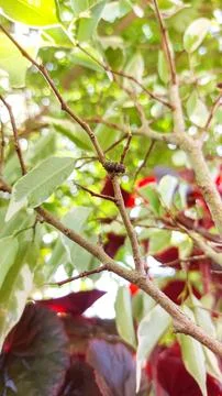 Bug Between Branches with New Buds on Soft Bokeh Background. Stock Photos