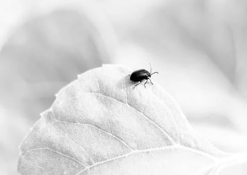 Bug on big leaf at summer day in black and white Stock Photos