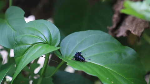 Bug Black Scarab Hybridize Stock Footage 36425280