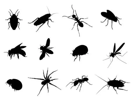 Bug Black Vector Silhouettes Illustration Stock Illustration