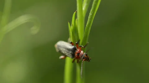BUG ON A BLADE OF GRASS Stock Footage 25860092