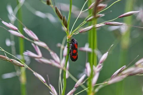 Bug on a blade of grass Stock Photos