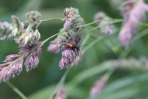 Bug on a blade of grass Stock Photos