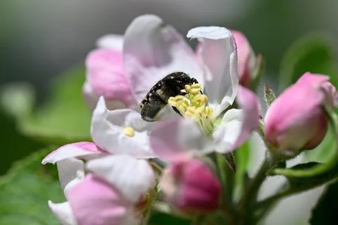 Bug on a blooming apple tree blossom Фото