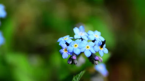 Bug on blue flower reveal Stock Footage 37798645