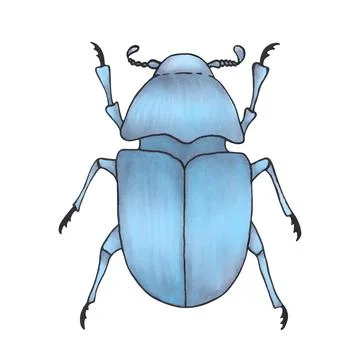 Bug blue. Hand drawn insect illustration, detailed art. Isolated bug on whi.. Stock Illustration