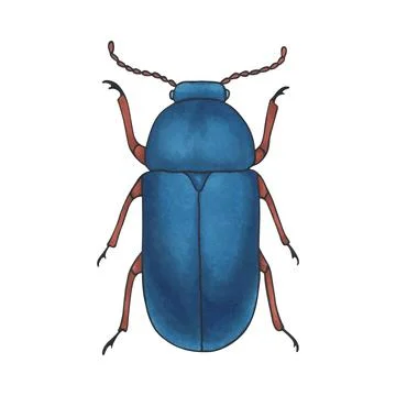 Bug blue. Hand drawn insect illustration, detailed art. Isolated bug on whi.. Stock Illustration