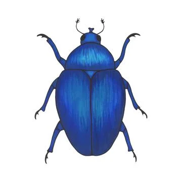 Bug blue. Hand drawn insect illustration, detailed art. Isolated bug on whi.. Stock Illustration
