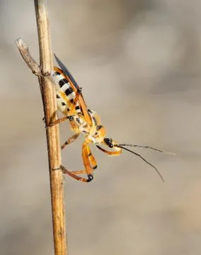 Bug on a branch Stock Photos