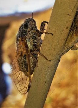 BUG ON BRANCH Fotos Stock