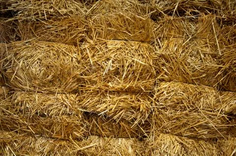 Bug bricks of yellow hay, close-up Stock Photos