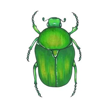 Bug bronze. Hand drawn insect illustration, detailed art. Isolated bug on w.. Stock Illustration