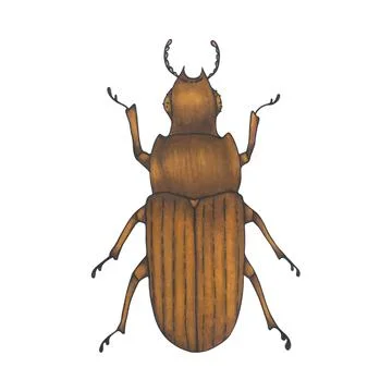 Bug brown. Hand drawn insect illustration, detailed art. Isolated bug on wh.. Stock Illustration