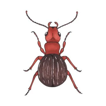 Bug brown. Hand drawn insect illustration, detailed art. Isolated bug on wh.. Stock Illustration