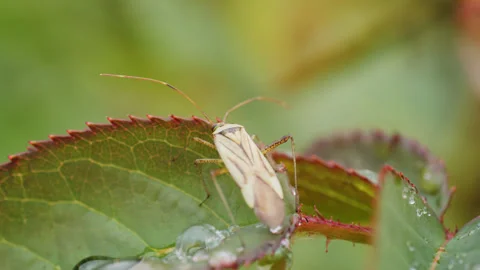 Bug bug crawls through the foliage with drops of rain and dew macro video Stock Footage 315171621