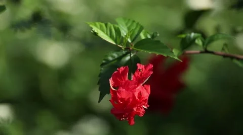 Bug buzzing around red hibiscus 動画素材 42150749