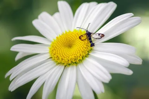Bug on camomile flower Stock Photos