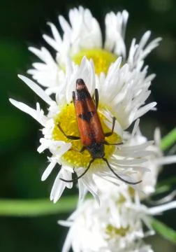 Bug on camomile Stock Photos
