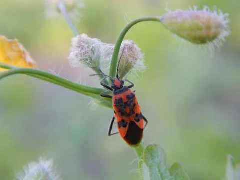 Bug on celandine Stock-Fotos
