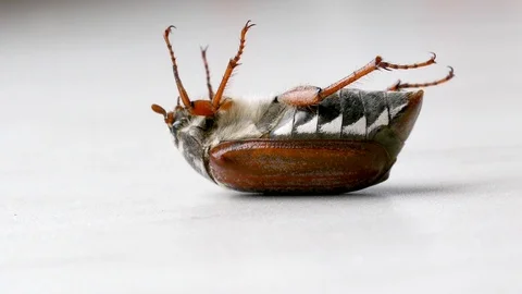 The bug chafer. Stock Footage 115644009