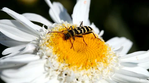 Bug on the chamomile flower Stock Footage 36646498