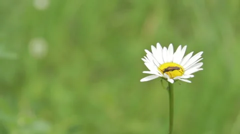 Bug on the chamomile flower Video stock 64577700