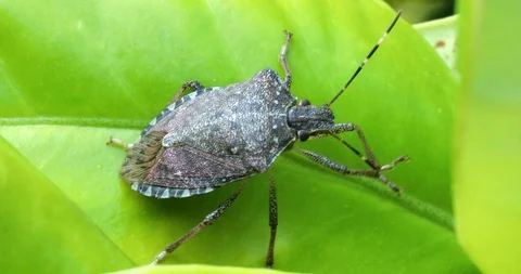 Bug Cleaning Its Antenna Stock Footage 108343661