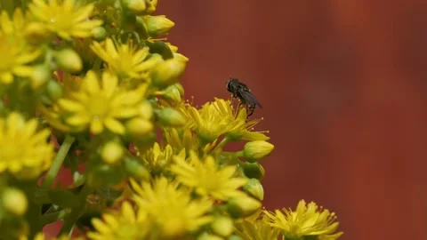 Bug cleaning itself on yellow flowers macro Stock Footage 306314884