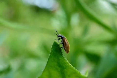 Bug climber Foto stock
