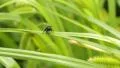 bug climbing on grass stalk pan HD Footage