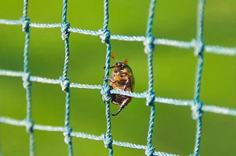 Bug climbing the net Stock Photos