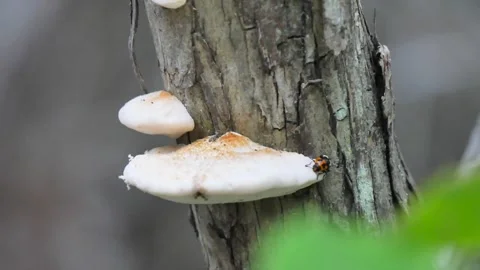 Bug climbing on tree mushroom Stock Footage 338174239