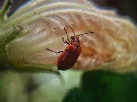 Bug close up Stock Photos