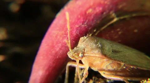 Bug closeup view Stock Footage 58737590
