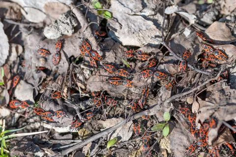 Bug cluster scene. Cluster of vibrant insects on decayed foliage with high contr Stock Photos
