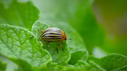 Bug Of Colorado Potato Stock Footage 91534250
